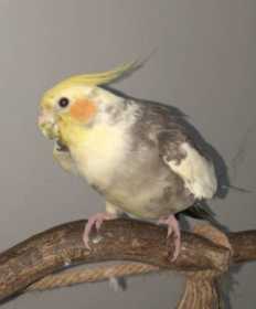 Lost Cockatiel