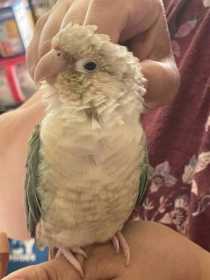 Lost Conure