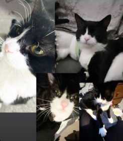 Lost Cat
