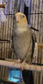 Lost Cockatiel