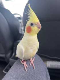 Lost Cockatiel