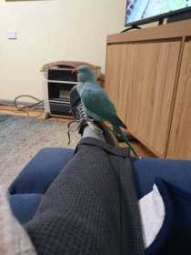 Lost Indian Ringneck Parakeet