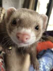 Lost Ferret