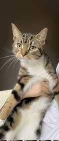 Lost Cat