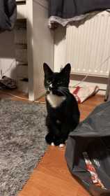 Lost Cat