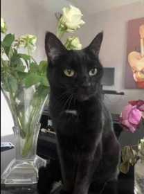 Lost Cat