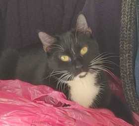 Lost Cat