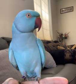 Lost Indian Ringneck Parakeet