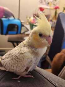 Lost Cockatiel