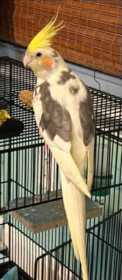 Lost Cockatiel