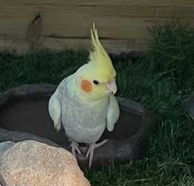 Lost Cockatiel