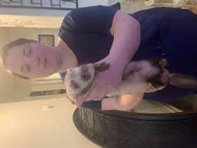 Lost Ferret