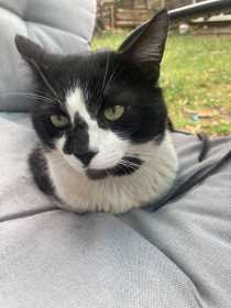 Lost Cat