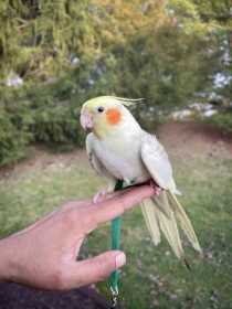 Lost Cockatiel