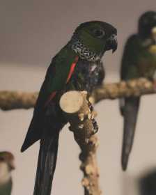 Lost Conure