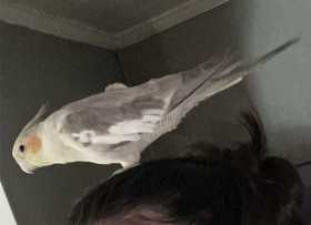 Lost Cockatiel