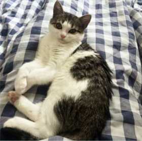Lost Cat