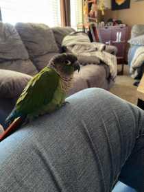 Lost Conure