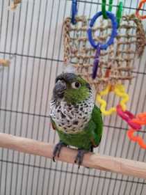 Lost Conure