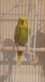 Lost Budgerigar