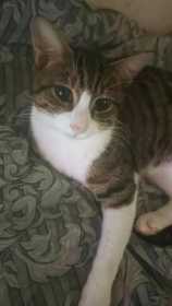 Lost Cat