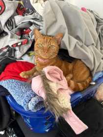 Lost Cat