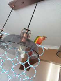 Lost Conure