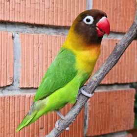 Lost Lovebird