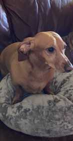 Lost Dog