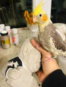 Lost Cockatiel