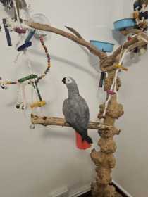 Lost African Grey