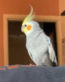 Lost Cockatiel