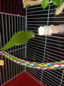 Lost White-Winged / Canary-Winged Parakeet