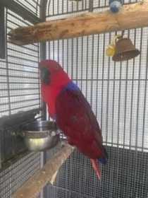 Lost Eclectus