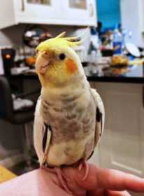 Lost Cockatiel