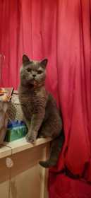 Lost Cat