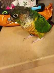 Lost Conure