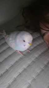Lost Budgerigar