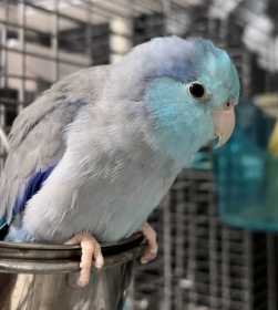 Lost Parrotlet