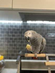 Lost African Grey