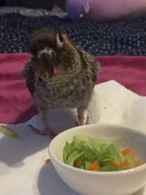 Lost Conure