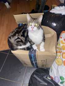 Lost Cat
