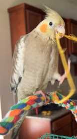 Lost Cockatiel