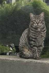Lost Cat