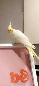 Lost Cockatiel