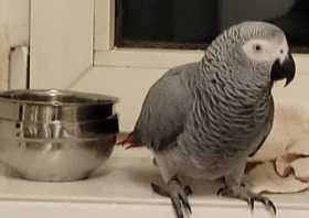 Lost African Grey