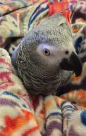 Lost African Grey