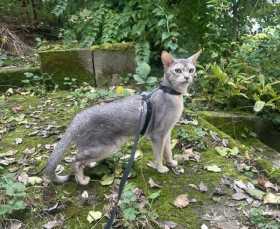 Lost Cat