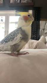 Lost Cockatiel