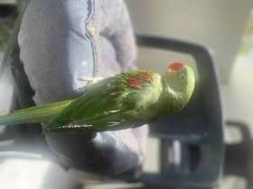 Lost Alexandrine